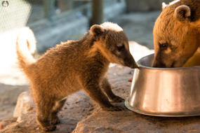 Doppelmayr Zoo