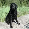 Isolde