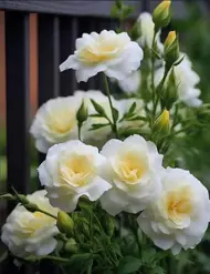 Ebba Christine Margarethe LEWEY HAHN