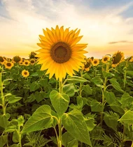 Sonnenblume 