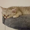 Markus