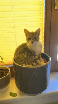 Sara