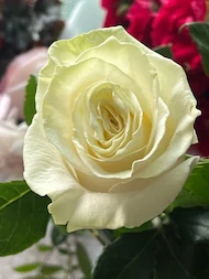 Rosalea