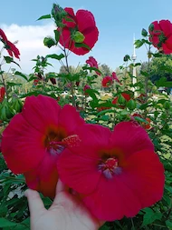 Pippilotta_007