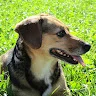 Heidi 