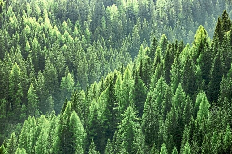 Wald   Holzmarken