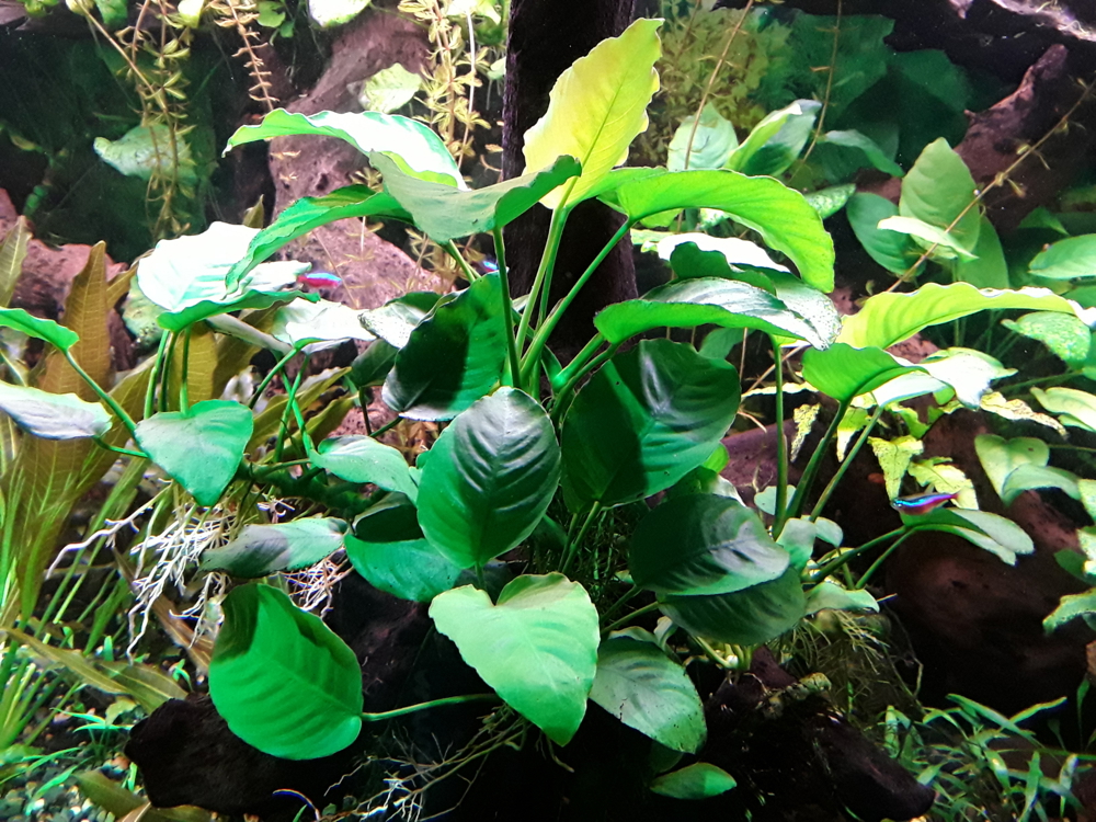 Aquarium Pflanzen - Wasserpflanzen