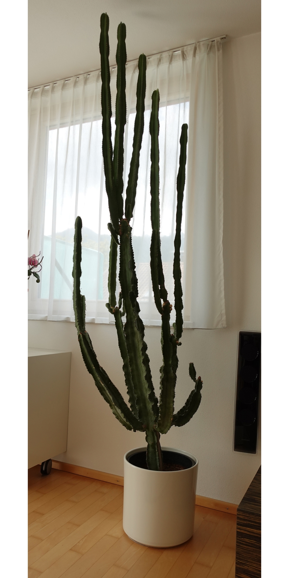 Kaktus Euphorbia - Wolfsmilchkaktus