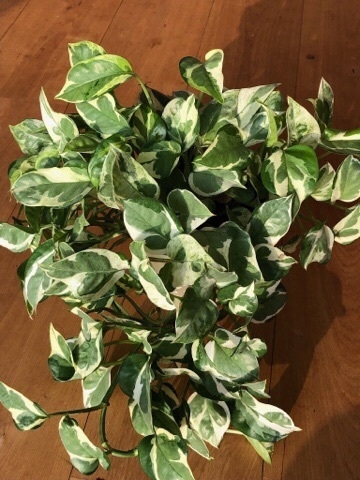 Pflanzen Ableger, Philodendron N Joy