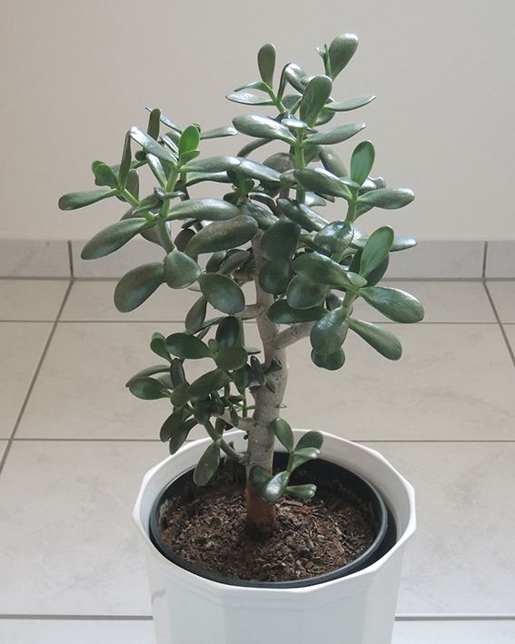 Zimmerpflanze, Geldbaum, Pfennigbaum, Dickblatt, Crassula ovata