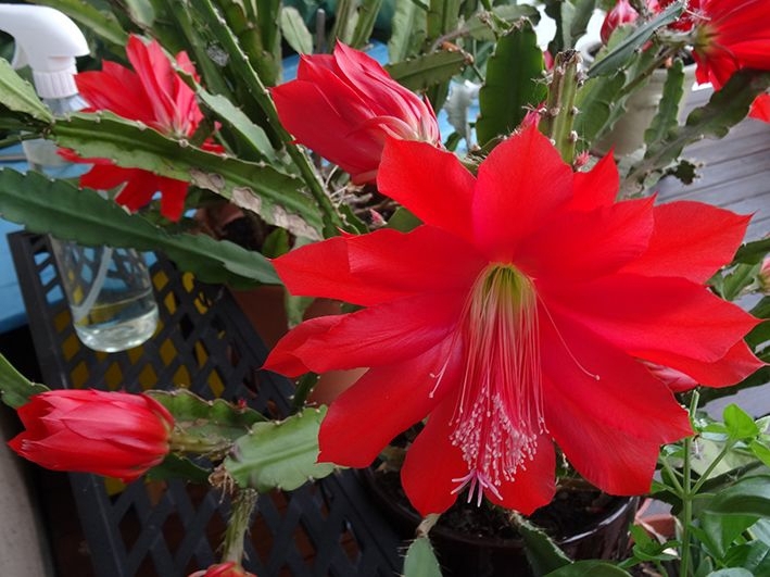 Großer roter Blattkaktus, Epiphyllum, Kaktus, Kakteen