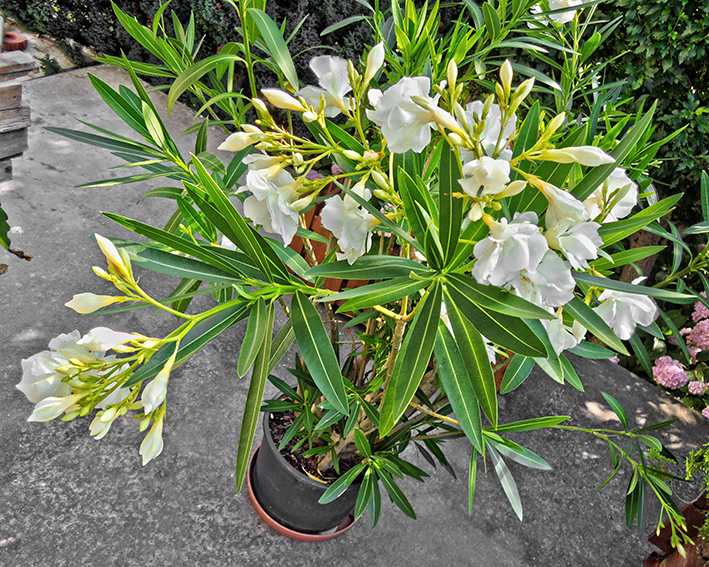 Diverse Oleander, 150 cm, weiß, rot, rosa, Kübelpflanze