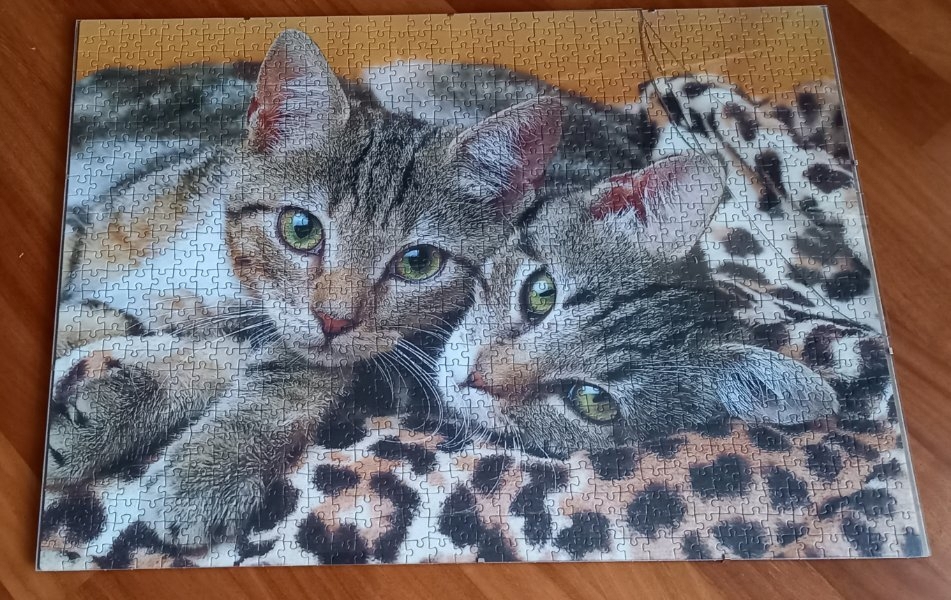 Katzenpuzzlebild lose 70x50 cm