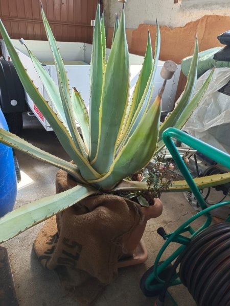 agave zu verkaufen