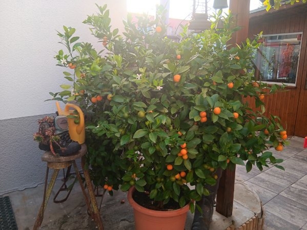 Verkaufe wunderschönen Kumquats