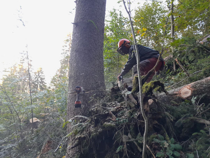 Holzschlägerung, Baumfällung, Forstarbeiten, Brennholz - Aufbereitung
