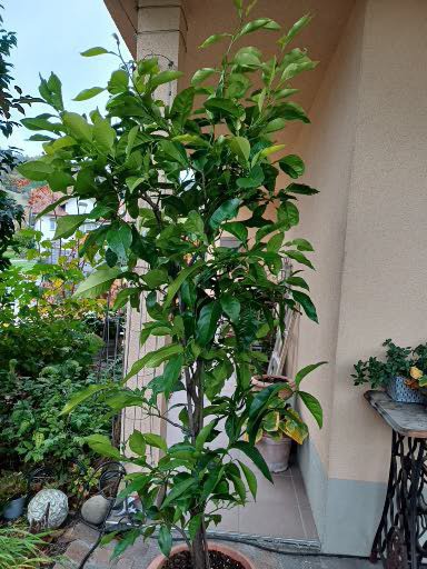 Mandarinenbaum im Topf (Citrus reticulata)