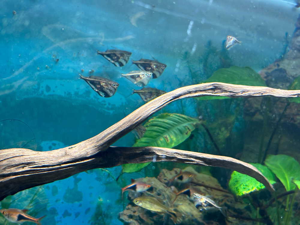 Aquarium(110 Liter) mit Fischen (Preis: Offen für Angebote)