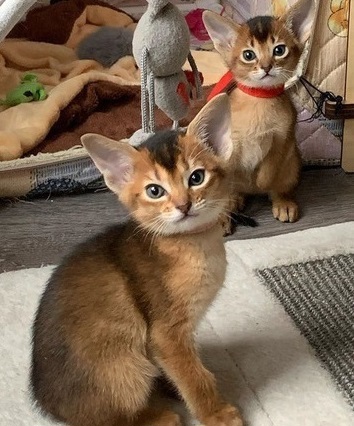 Abyssinian Male and female Kittens