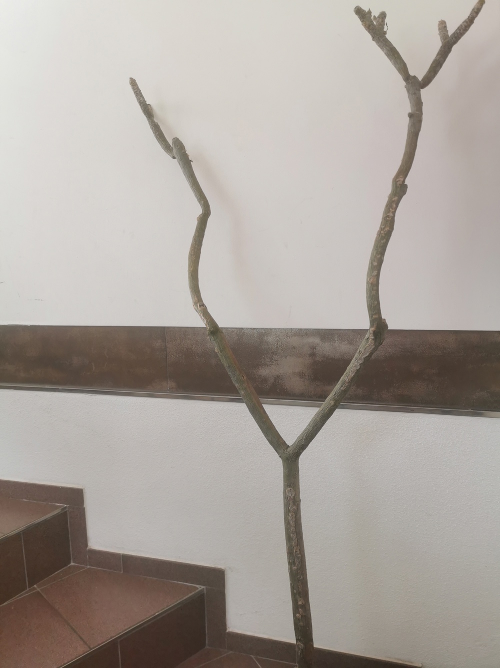 frangipani, plumeria pflanze baum