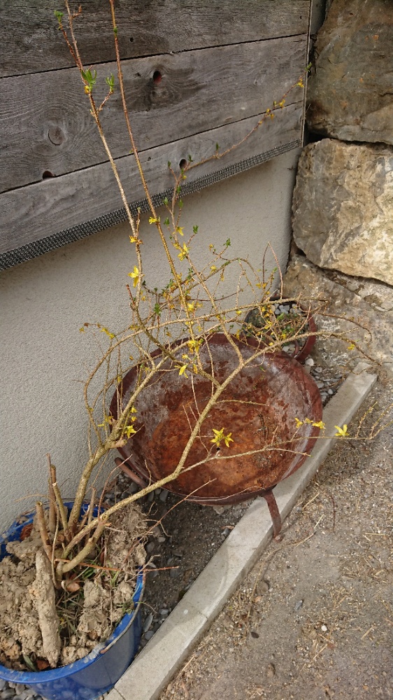 Strauch Forsythie gelb Pflanze