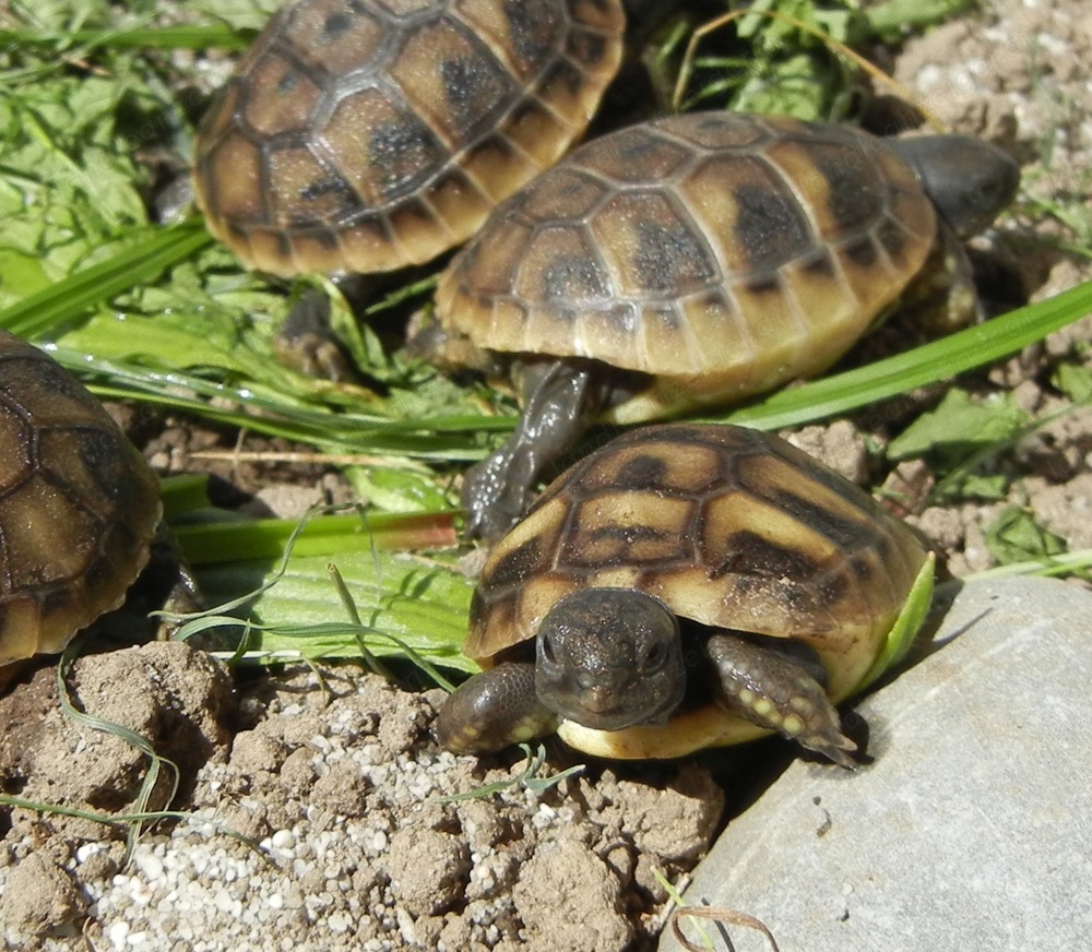 Griechische Landschildkröten einjährig  an guten Platz zu verkaufen!