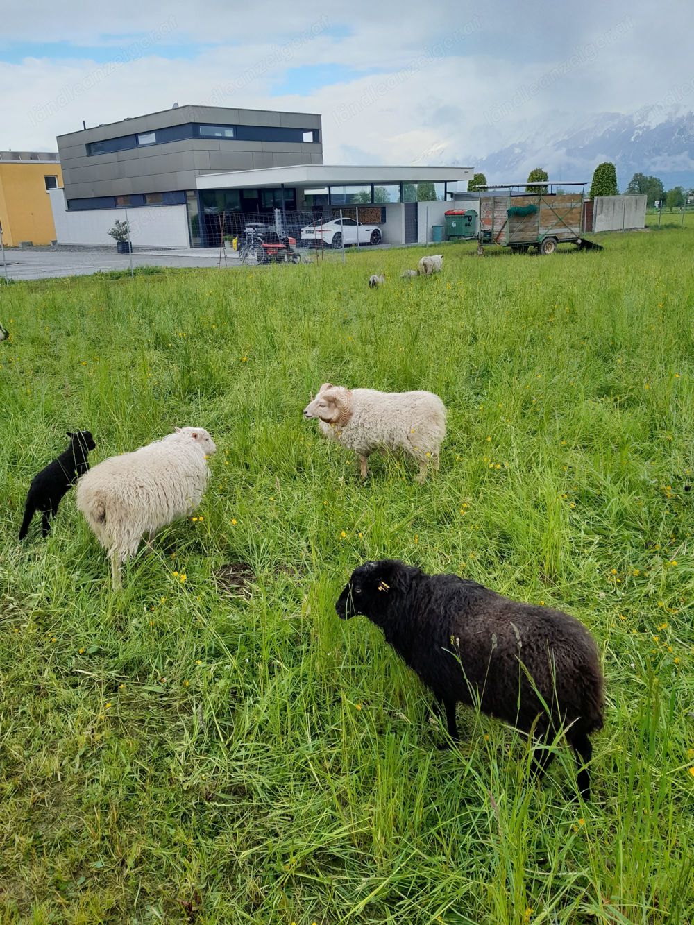 Schafe Mutterschafe Herde