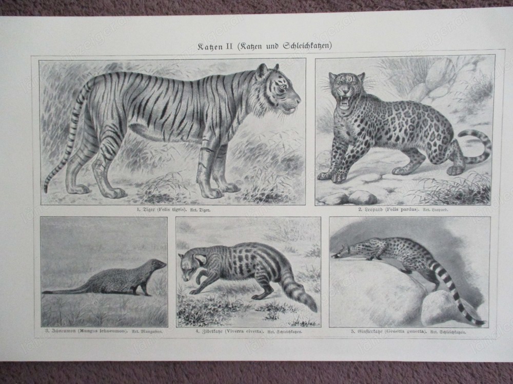 Katzen u. Schleichkatzen  Lithographie um Jg. 1905