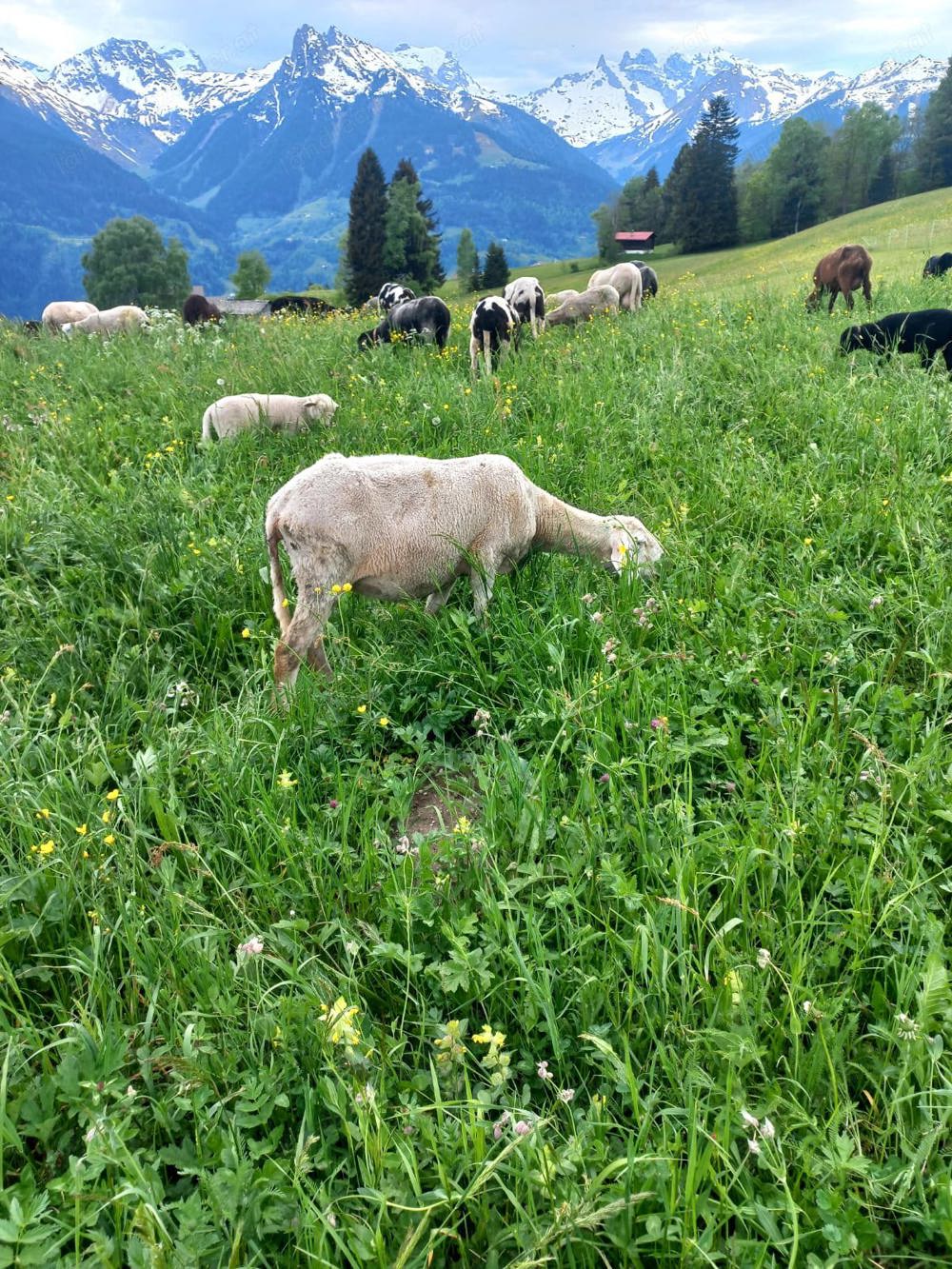 Verkaufe schafe lämmer