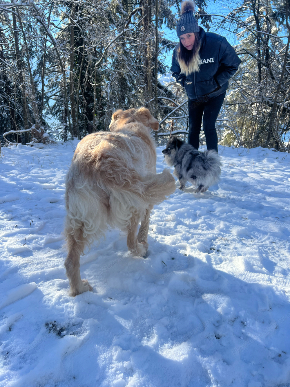 Hunde und Katzensitting