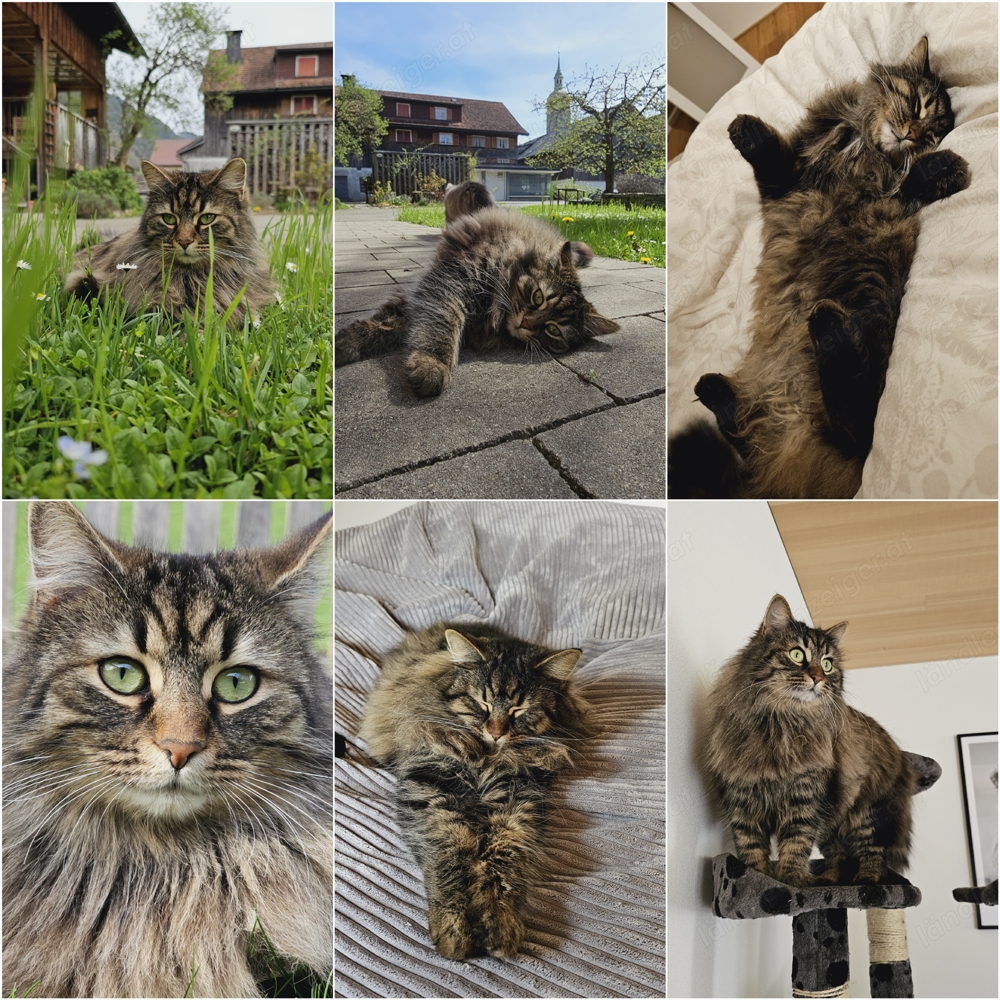 Katze vermisst in Bezau