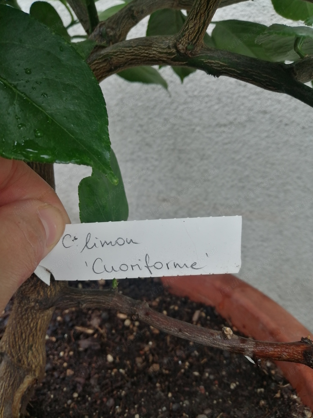 Zitronenbäume bio Zitronenbäume bio