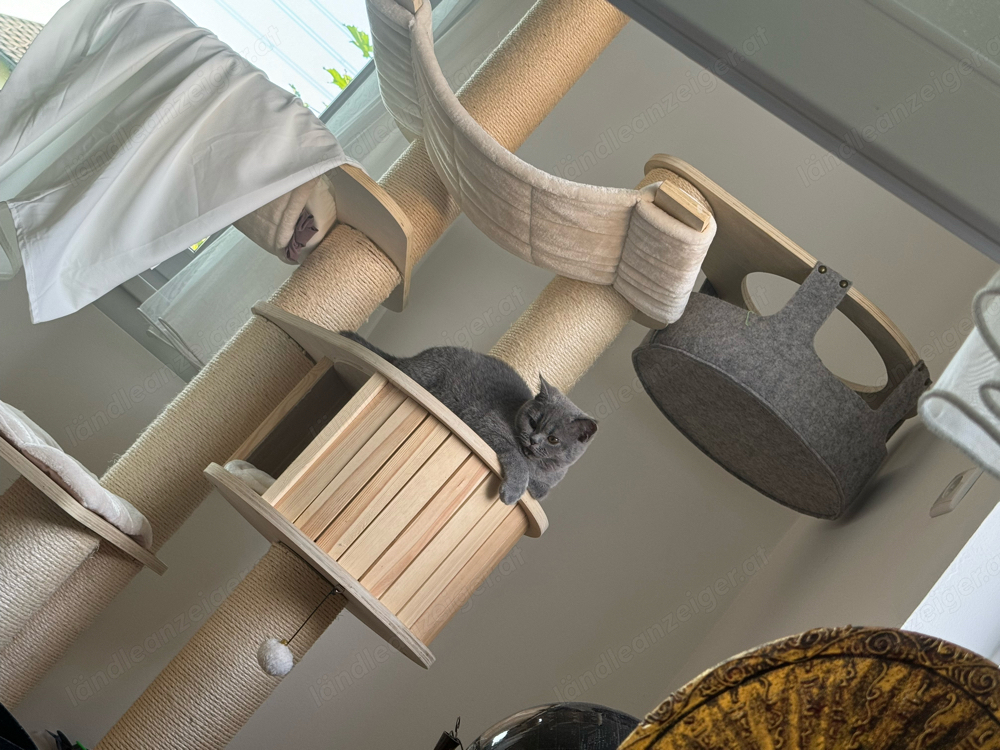 Ihre Katze in guten Händen Urlaubsvertretung und Katzensitting Ihre Katze in guten Händen Urlaubsvertretung und Katzensitting