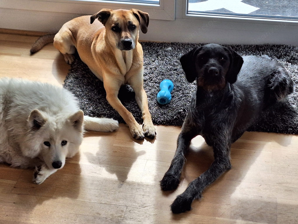 Kompetentes Hundesitting: Ihr Liebling bestens versorgt Kompetentes Hundesitting: Ihr Liebling bestens versorgt