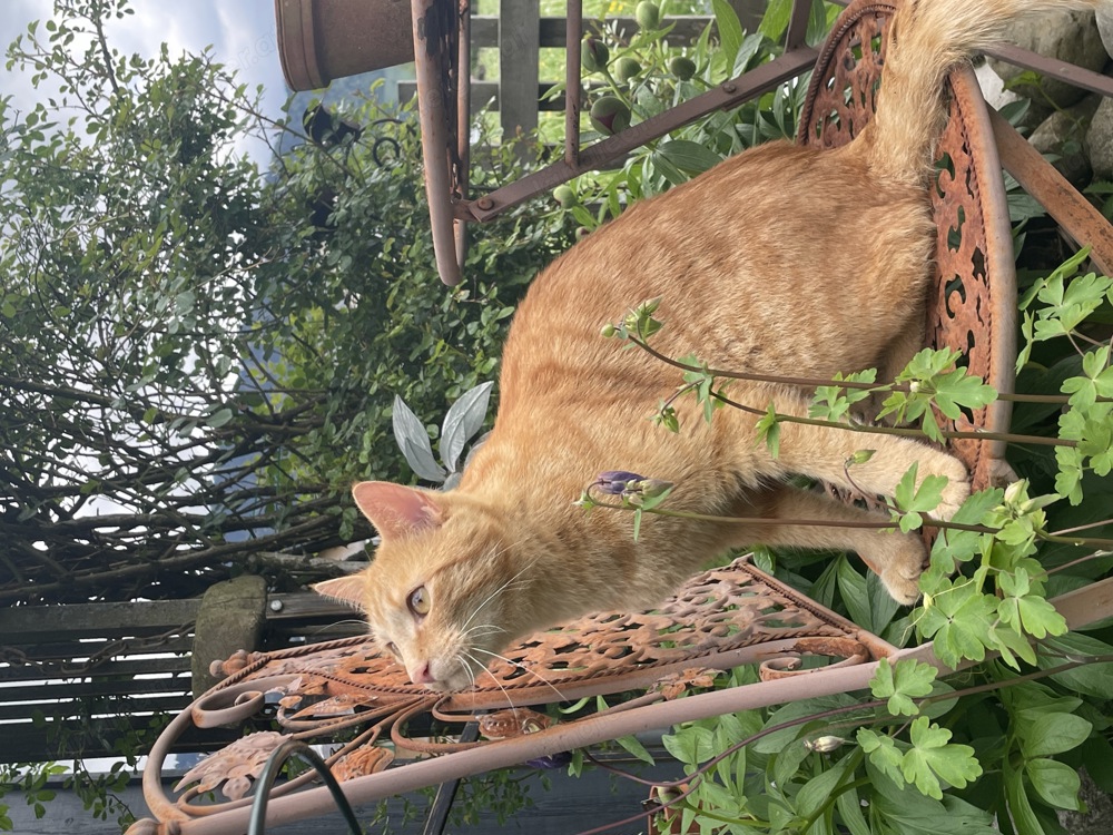 rot getigerter Kater in Egg Großdorf vermisst