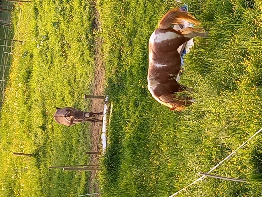 Einstellplatz für Kleinpferd oder Esel in Offenstall oberhalb von Hohenems. W