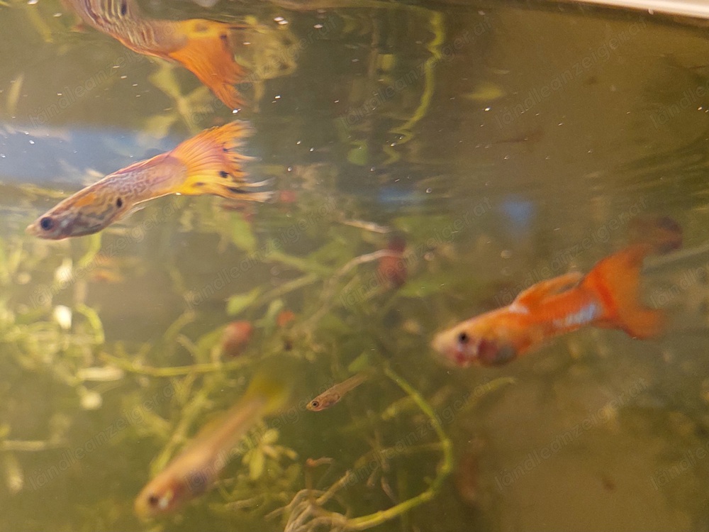 Junge Guppys abzugeben