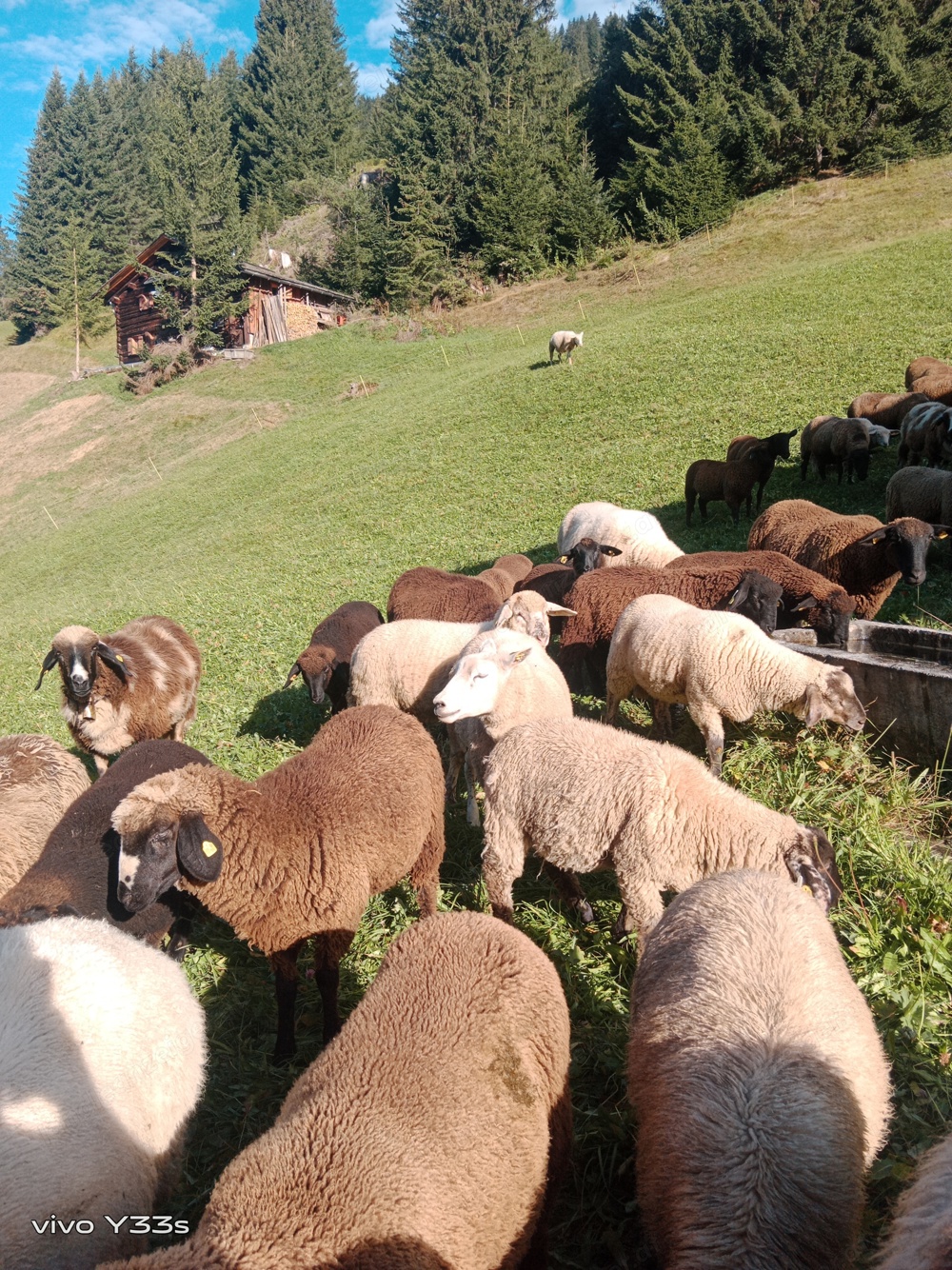 Verkaufe Schafe Verkaufe Schafe