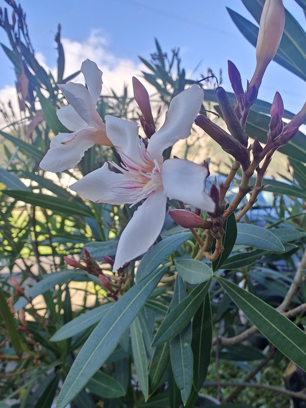 Weißer Oleander