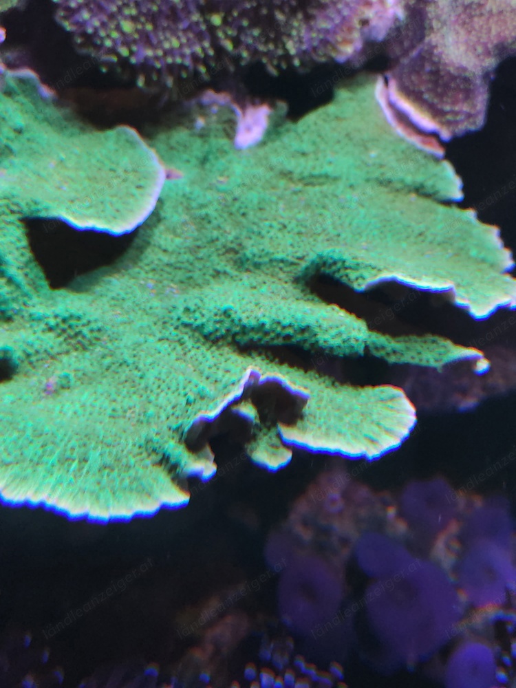 unterschiedliche Montipora Anleger 