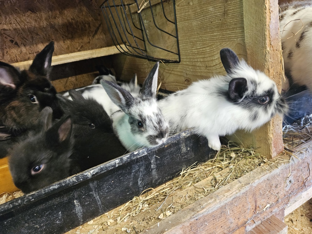 zwerghasen zwergkaninchen grosse hasen