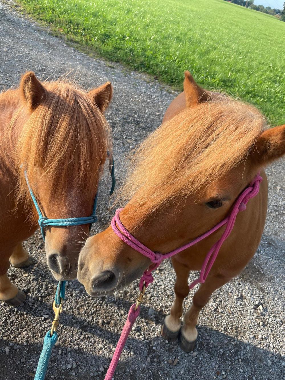 Reitbeteiligung auf Pony für Erwachsene mit Kind ern bis 40 kg 