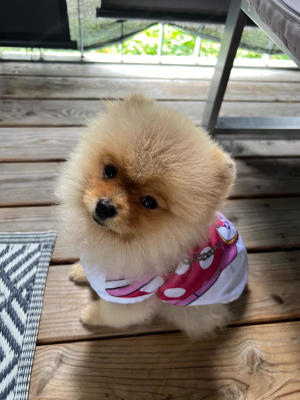 Zwergspitz Pomeranian 