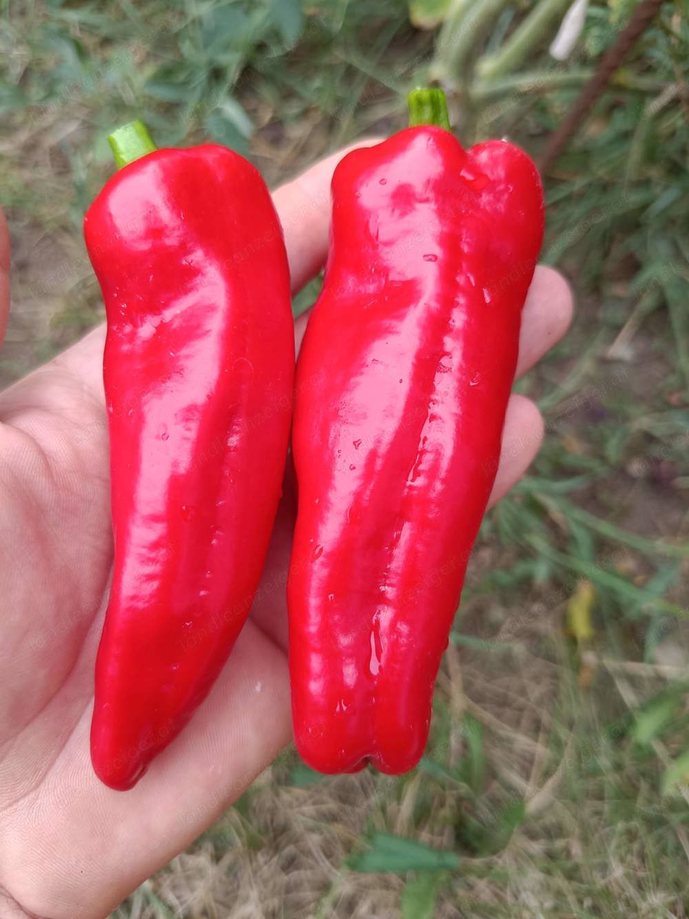 Paprika Shishito Paprikasamen - japanischer Bratpaprika