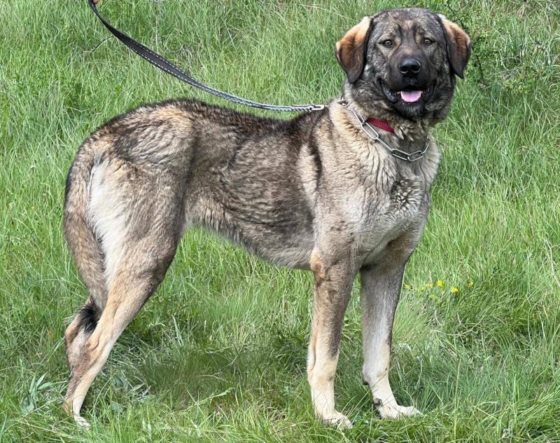 Bela sucht Menschen mit Herdenschutzhunde-Erfahrung - NOTFALL