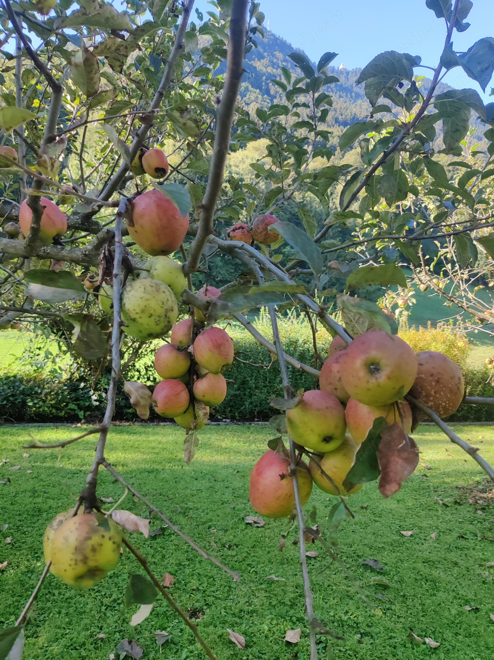 Gartenarbeit