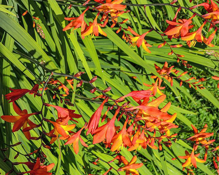 Winterharte Funkie, Hosta, Konifere, Montbretien, Hibiskus   