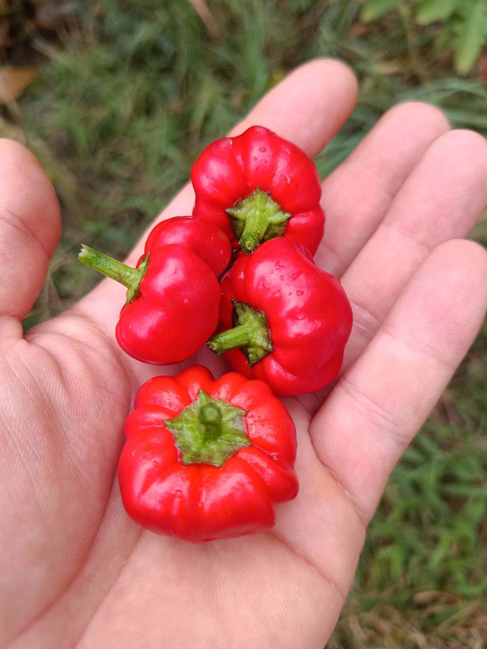 Pumpkin Chilisamen Bio - eine der Schönsten - Chili Samen