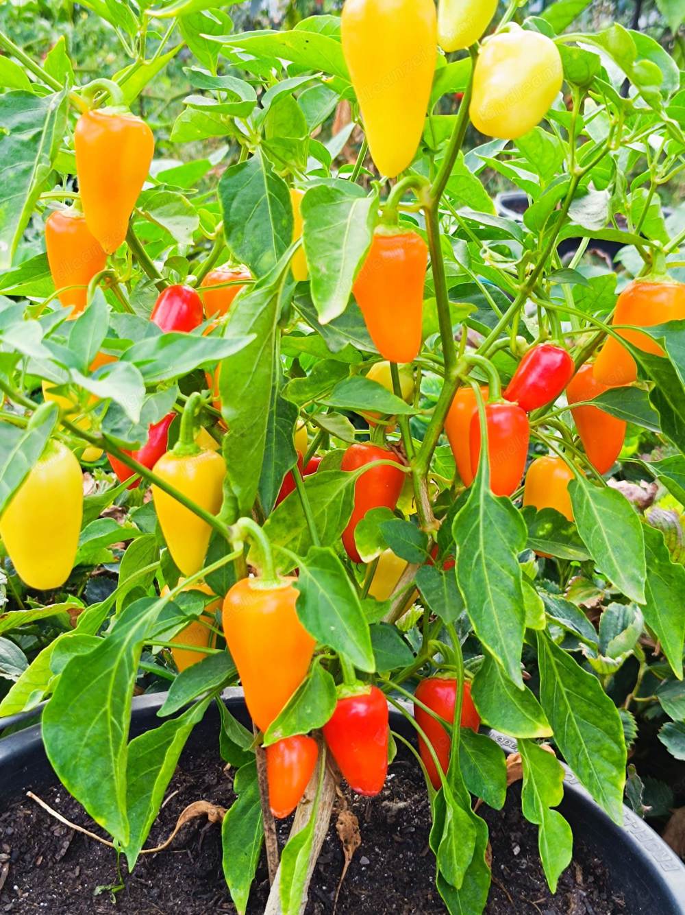 Santa Fe Grande Chilisamen - ideal für Saucen - Bio Chili Samen