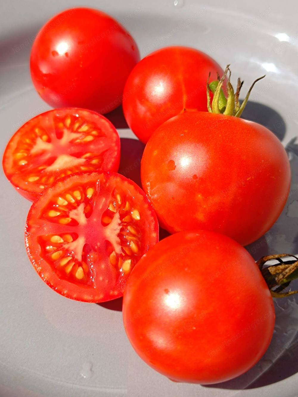 Ailsa Craig Tomatensamen - kältetolerante Sorte die reichlich Früchte hervorbringt